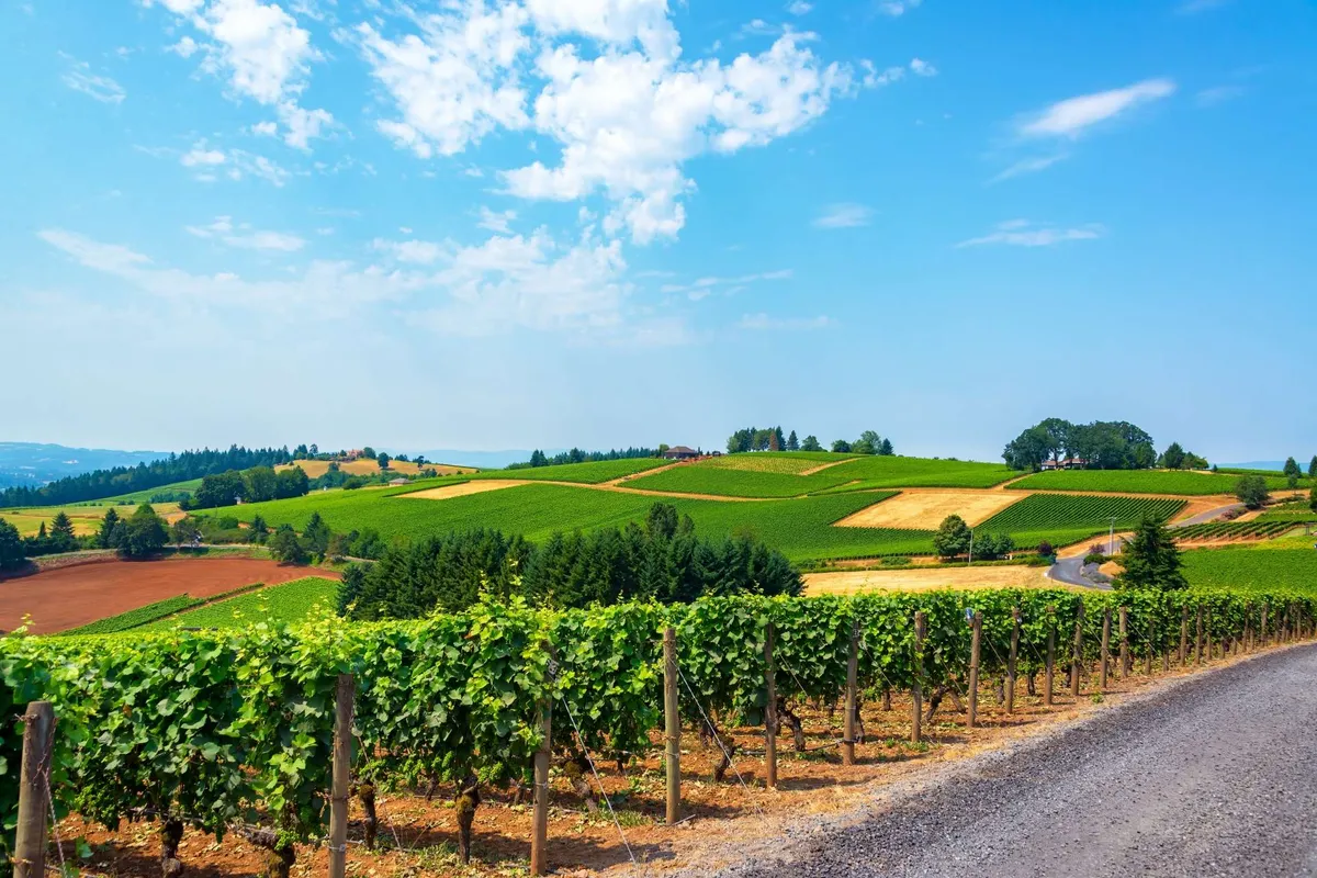 A panoramic view of gently rolling vineyards under a clear blue sky, with a meandering dirt road inviting exploration. The landscape is quintessentially Oregon Wine Country—open, lush, and inviting.